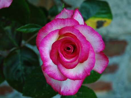 Rendez-vous au jardin à la roseraie de Mesnil Geoffroy