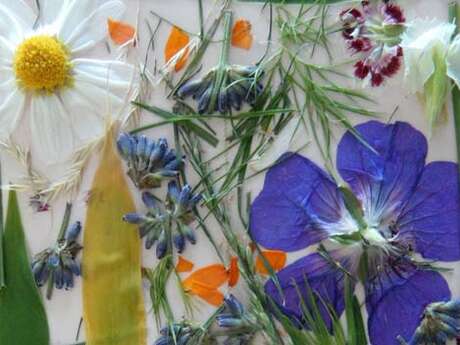 Atelier : Mon petit herbier