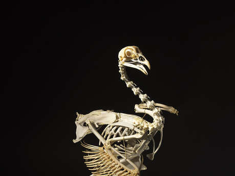 Exposition - Des dinosaures aux oiseaux