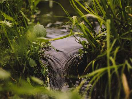 [Sortie Nature] Eau et Biodiversité au Bois des Communes