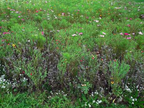 [Sortie nature] Les prairies de fin d'été