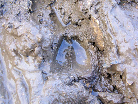 Les petits explorateurs, sur les traces des animaux de la forêt