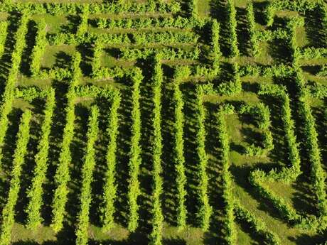 Labyrintruche