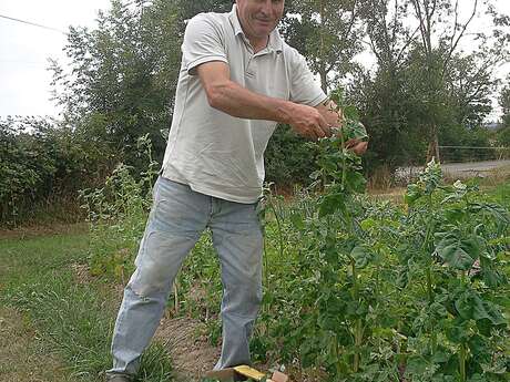 Eco Petit Grais