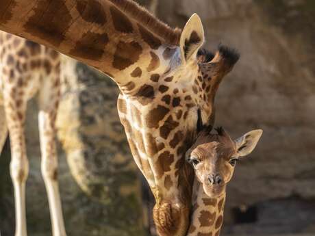 Bioparc