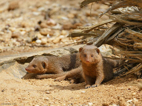 Zoo des Sables