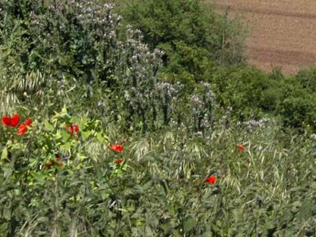 Le Pin - Les Chemins Creux