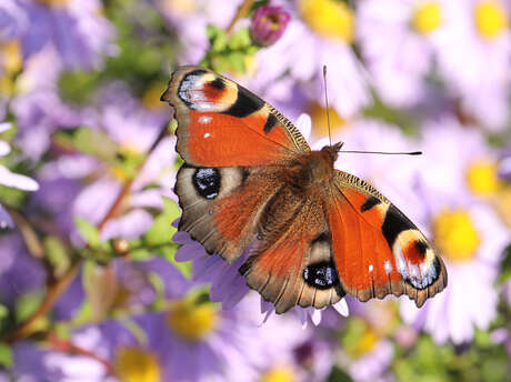 L'envolée des papillons