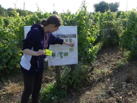 Matinée dans les vignes