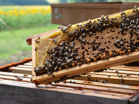 Découvrez le monde fascinant des abeilles à St Martin d'Arcé