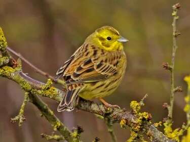 LE MONDE DES OISEAUX FACE AU RÉCHAUFFEMENT CLIMATIQUE