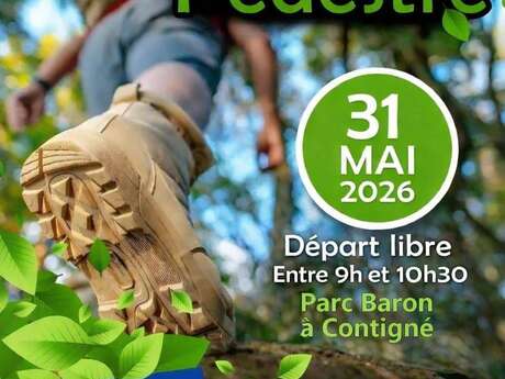 Randonnée pédestre à Contigné