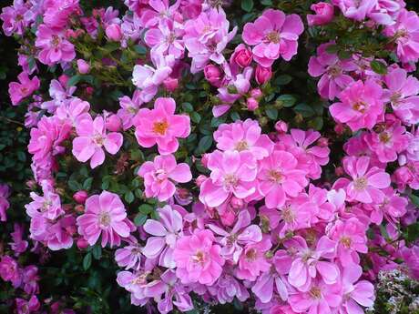 FRÉDÉRIQUE ET GILLES MALINGE - SARL PÉPINIÈRES MALINGE