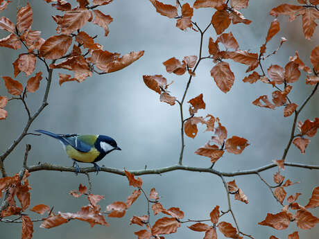 Les oiseaux nicheurs du Bois de L’Huisserie