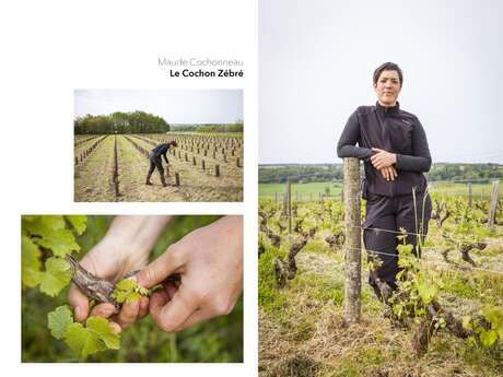 La ferme viticole du Cochon Zébré
