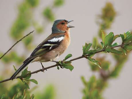 Rendez-vous aux Jardins - À la découverte des oiseaux des jardins de Fontenay-le-Comte