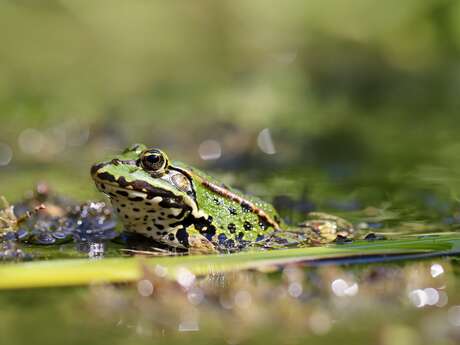 Ça bouge dans la mare !