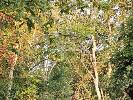 Le marais s'éveille : une aventure matinale d'exception !