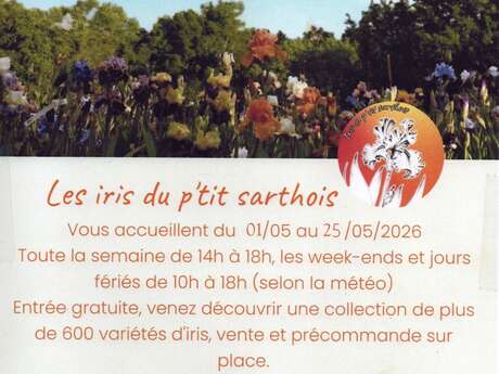 Iris du P'tit Sarthois