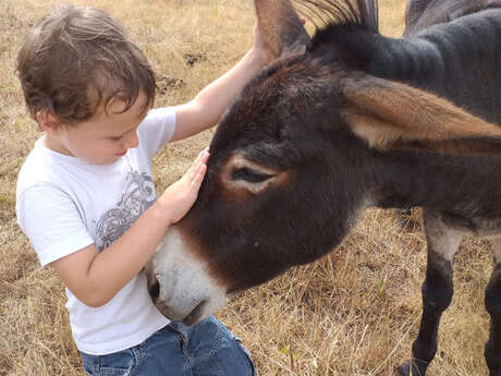 Nourissage des animaux à la main