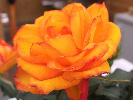 Angrie Jardin - Claude Boisneau