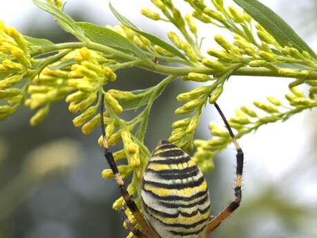 Le monde fascinant des araignées