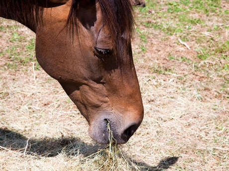 Centre équestre La Vallée