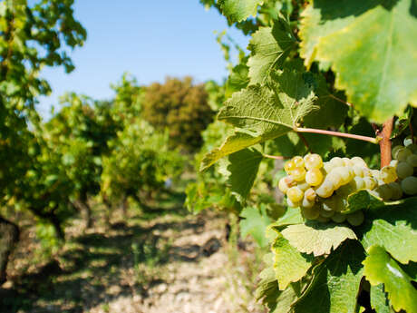 Domaine viticole les vignes de l'Ange Vin
