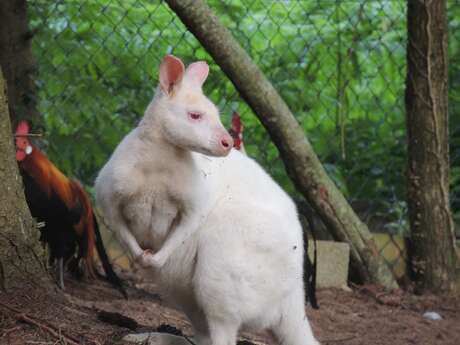 La Ferme Des Dahlias