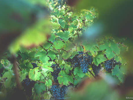 Domaine viticole La Grapperie