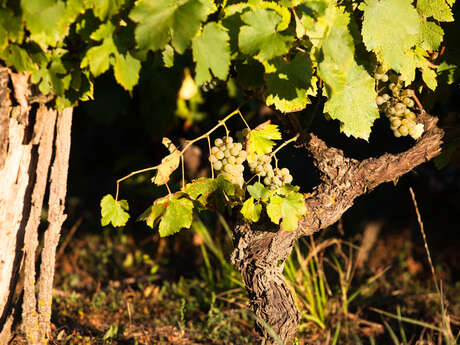 Domaine viticole la Minée