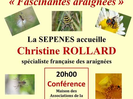 "Fascinantes araignées"