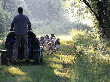 Cani-kart avec Husky d'Anjou