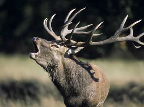 Soirée brame du cerf