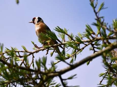 Construction de nichoirs