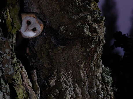 Balade guidée à Fontenay-le-Comte : Faune nocturne et patrimoine historique
