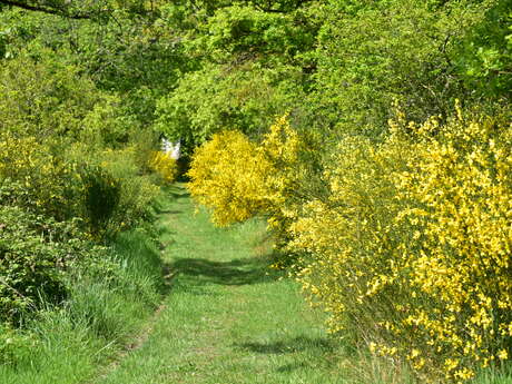 La Haie au Fil des Saisons