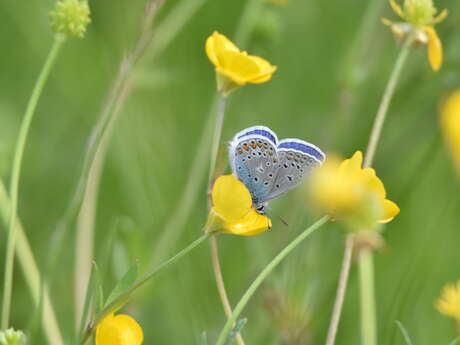 Un moment dans la vallée