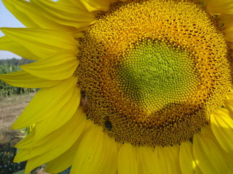 Les Ruchers de la Paumeraie