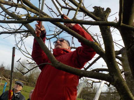 Taille de Formation des Arbres Fruitiers