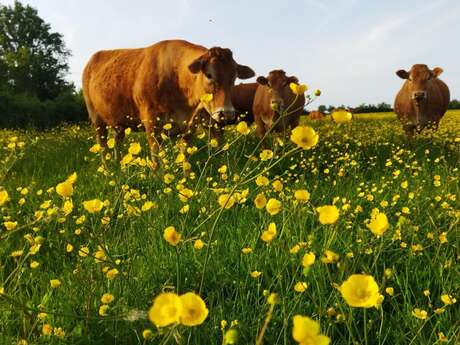 La Ferme du Pressoir - EI Hugues Lemesle
