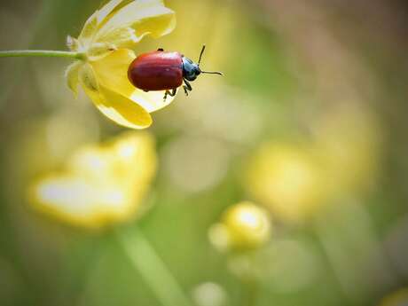 Les prédateurs de la Perrine