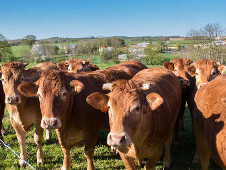 Héros des prairies : l'élevage Bio de la Pierre qui Vire