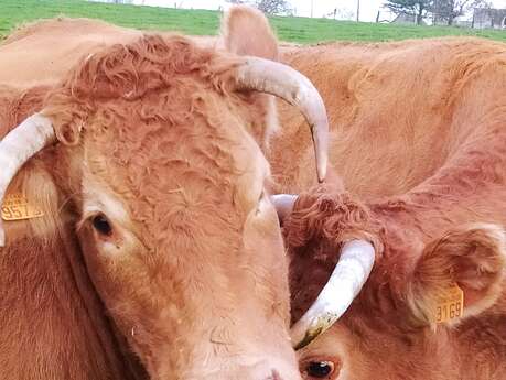 Viande bovine fermière et jus de pomme - Ferme du Grand Goussant