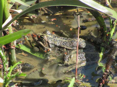 Anjou Sport Nature, Pouancé - Exploration nature