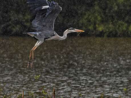 Les oiseaux d’eau hivernants
