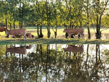 EARL Le chapeau rouge