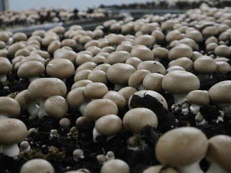 Mercredi du terroir : Visite de l'exploitation "Les Champignons de la Sarthe"