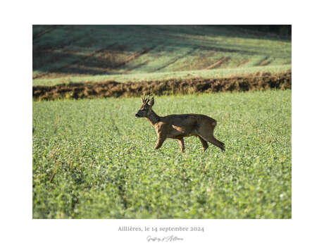 Exposition de Geoffroy d'Aillières - "Merveilles de la Nature"