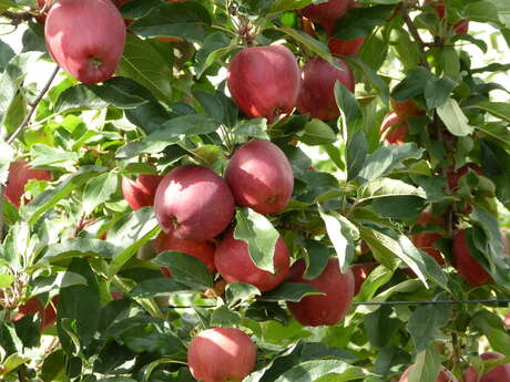 Vergers du Petit Pavillon